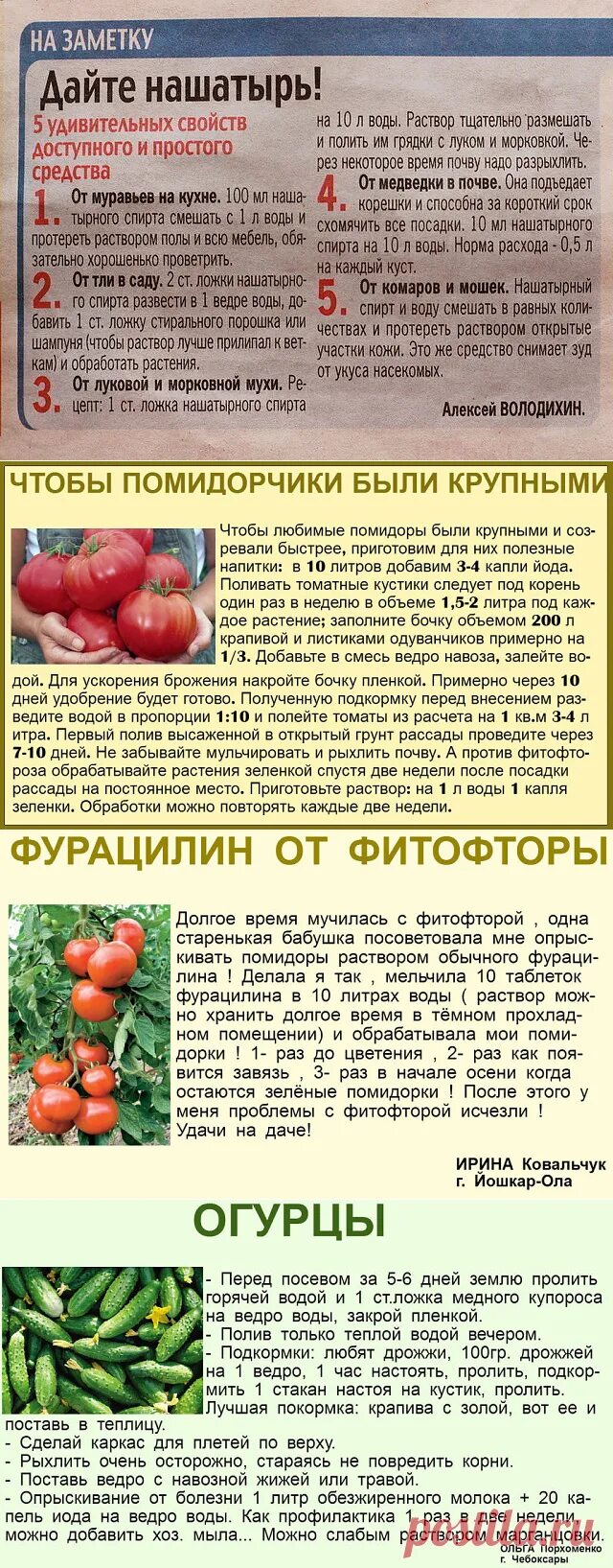 Удобрение для томатов в теплице. Подкормка рассады томатов. Схема удобрения для помидор в теплице. Схема удобрения рассады томатов. Рецепт дрожжевой подкормки для помидор.