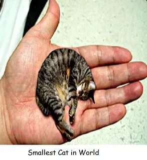 The smallest