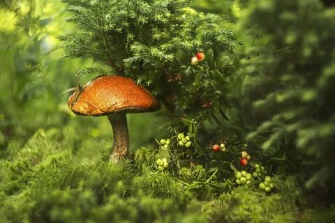 Лес под грибами