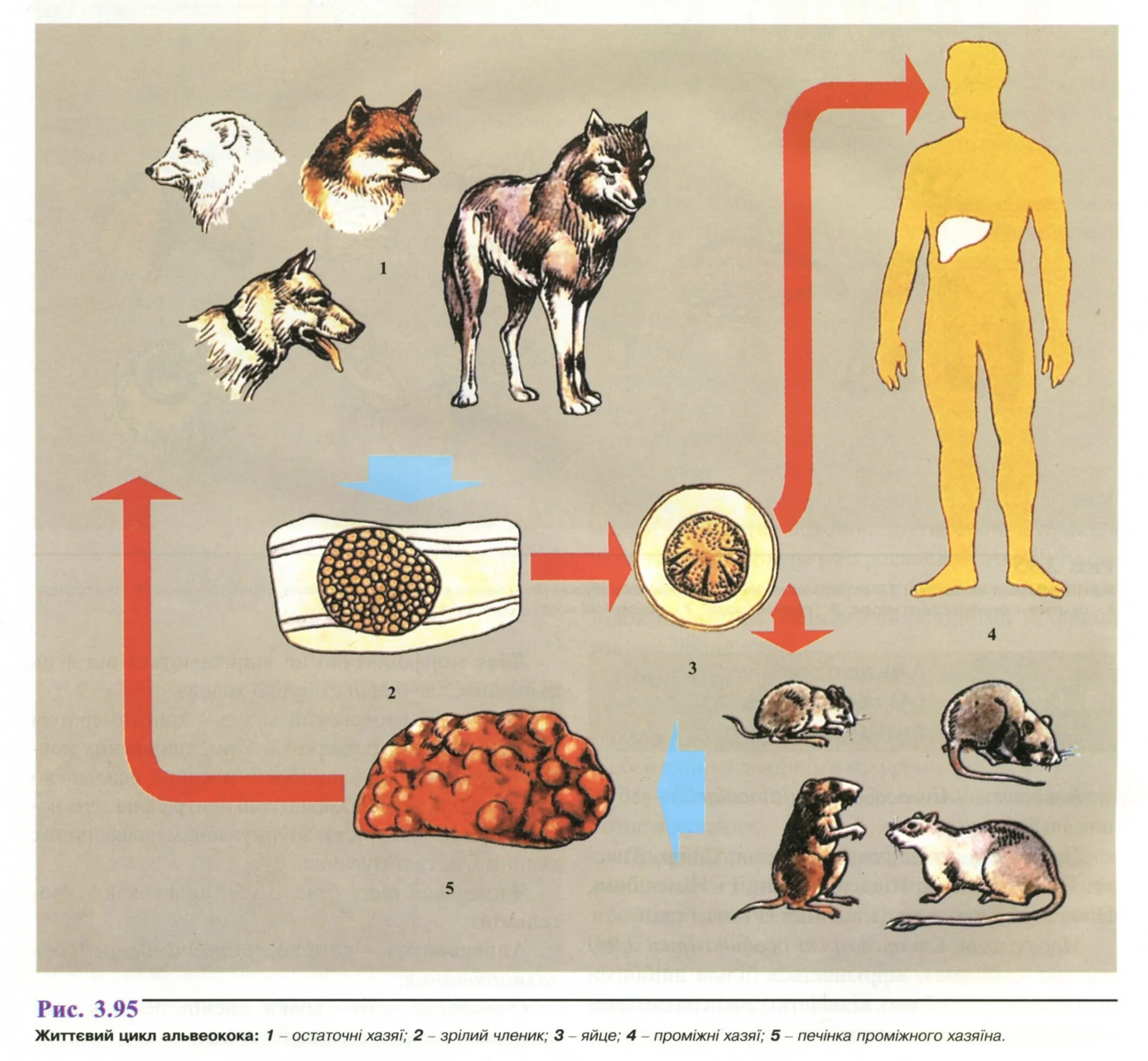Alveococcus multilocularis жизненный цикл. Alveococcus multilocularis (альвеококкоз. Альвеококкоз окончательный хозяин. Эхинококкоз альвеококкоз пути заражения.