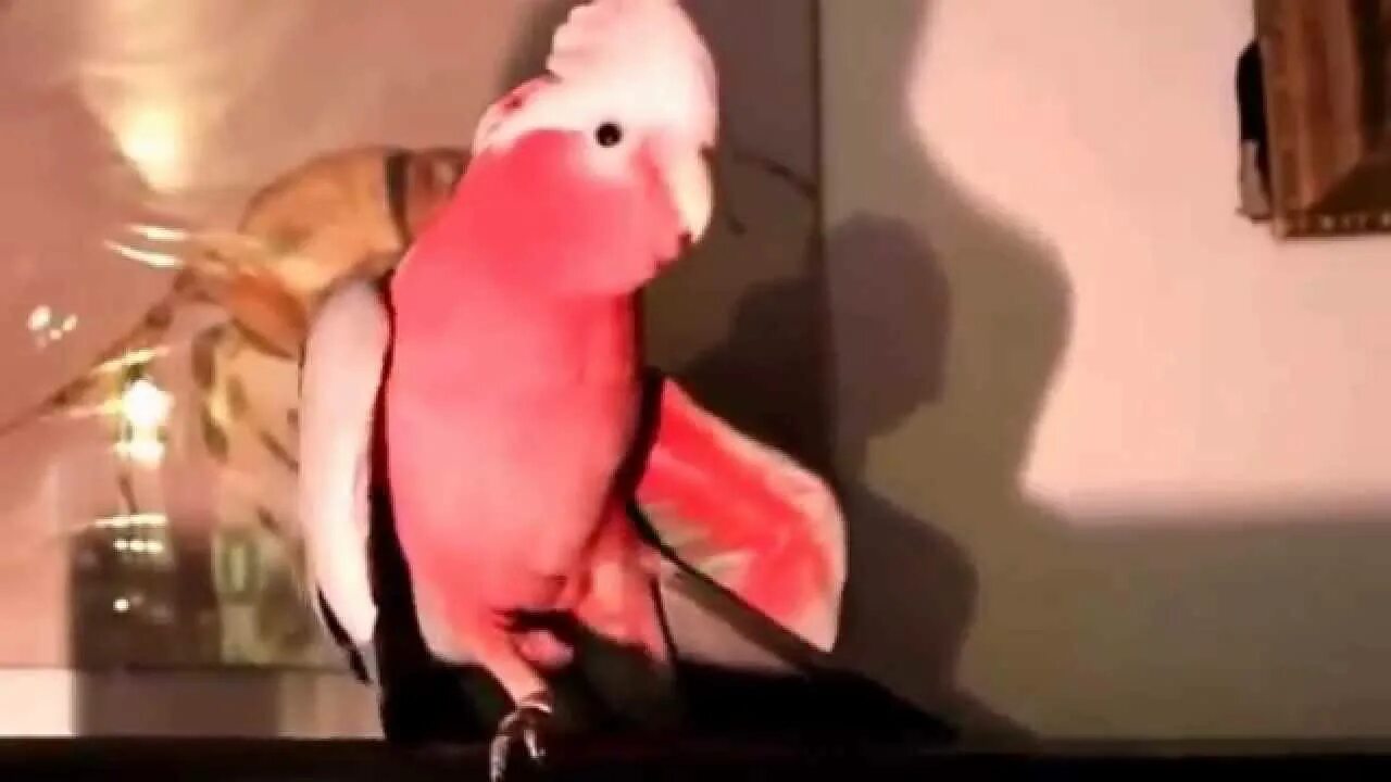 Попугай танцует. Попугай танцует. Волнистый попугай танцует. Попугай танцует. Танцующий попугай видео.
