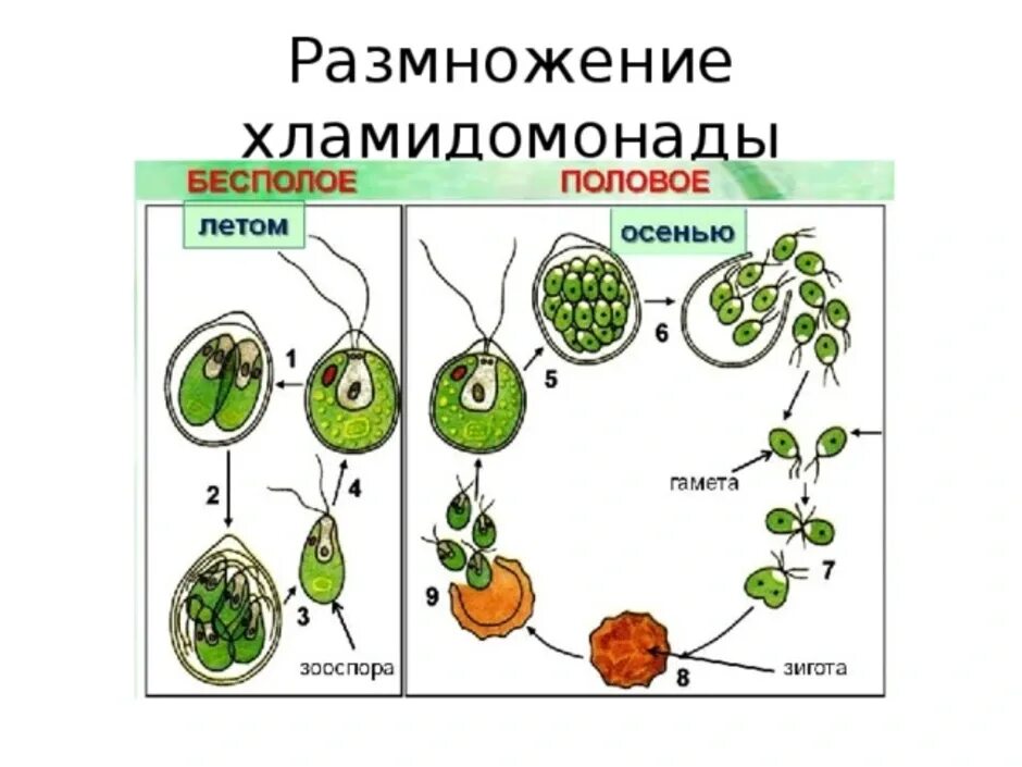 Водоросли оплодотворение. Размножение хламидомонады схема. Бесполое и половое размножение хламидомонады схема. Половое размножение хламидомонады схема. Бесполое размножение хламидомонады ЕГЭ.