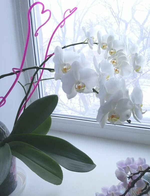 Орхидеи на подоконнике. Орхидея фаленопсис на подоконнике. Орхидеи на подоконнике зимой. Орхидея зимой. Орхидеи зимой как ухаживать