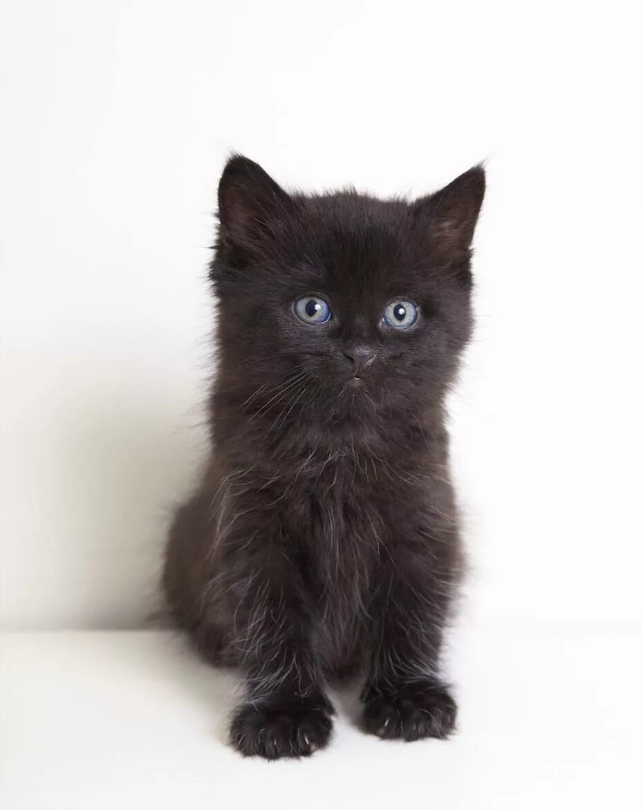 Черный котенок. Пушистй чёрныйкотёнок. Черный котёнок пцшистый. Маленькие чёрные пушистые котята. Черные котята в добрые