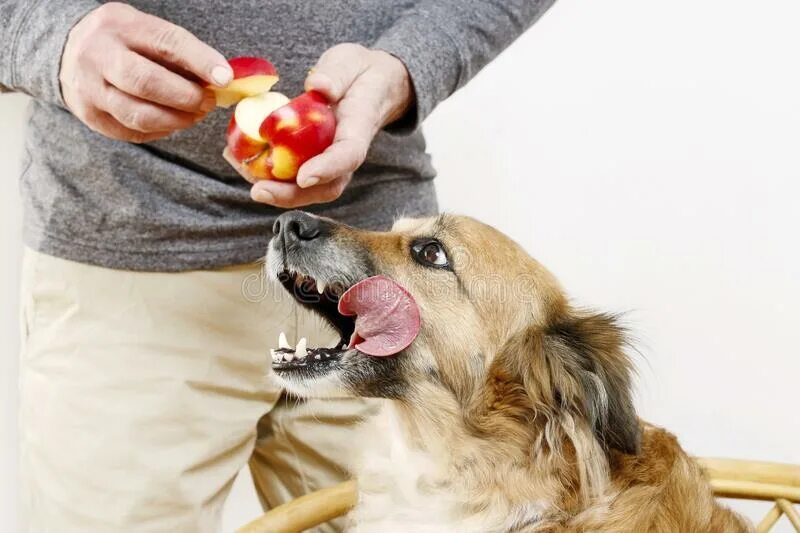 Можно давать яблоко щенку. Собака с яблоком. Подача люди животные. Пес с яблоками смешно. Парень кормит печенью животных.
