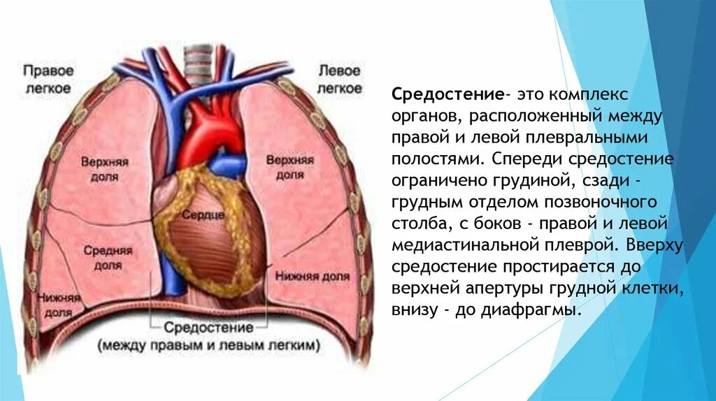 Какое легкое больше и почему. Средостение анатомия человека строение. Строение средостения схема. Средостение схема анатомия. Строение и функции средостения.