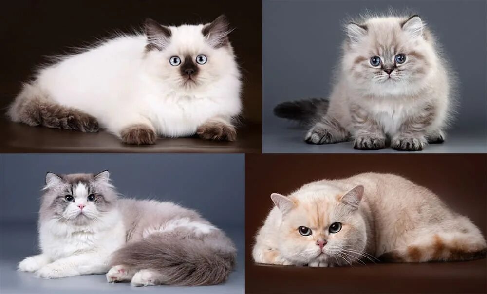Какие окрасы британских