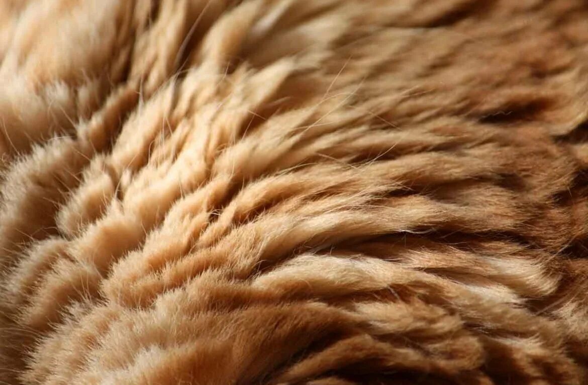 Шерсть фото. Шерсть. Шерсть животного. Шерсть кота. Мех кошки.