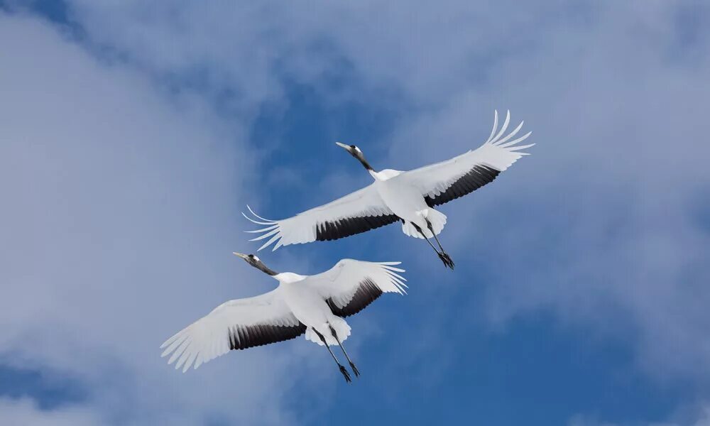 два аиста в небе. журавль на гербе. журавль в небе сколько. журавль в небе сколько. белый журавль стерх летящий.