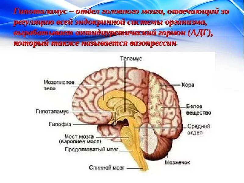 Несахарный диабет отдел мозга. Головной мозг гипоталамус. Отделы мозга гипоталамус. Гормоны головного мозга. Гормоны вырабатываемые мозгом