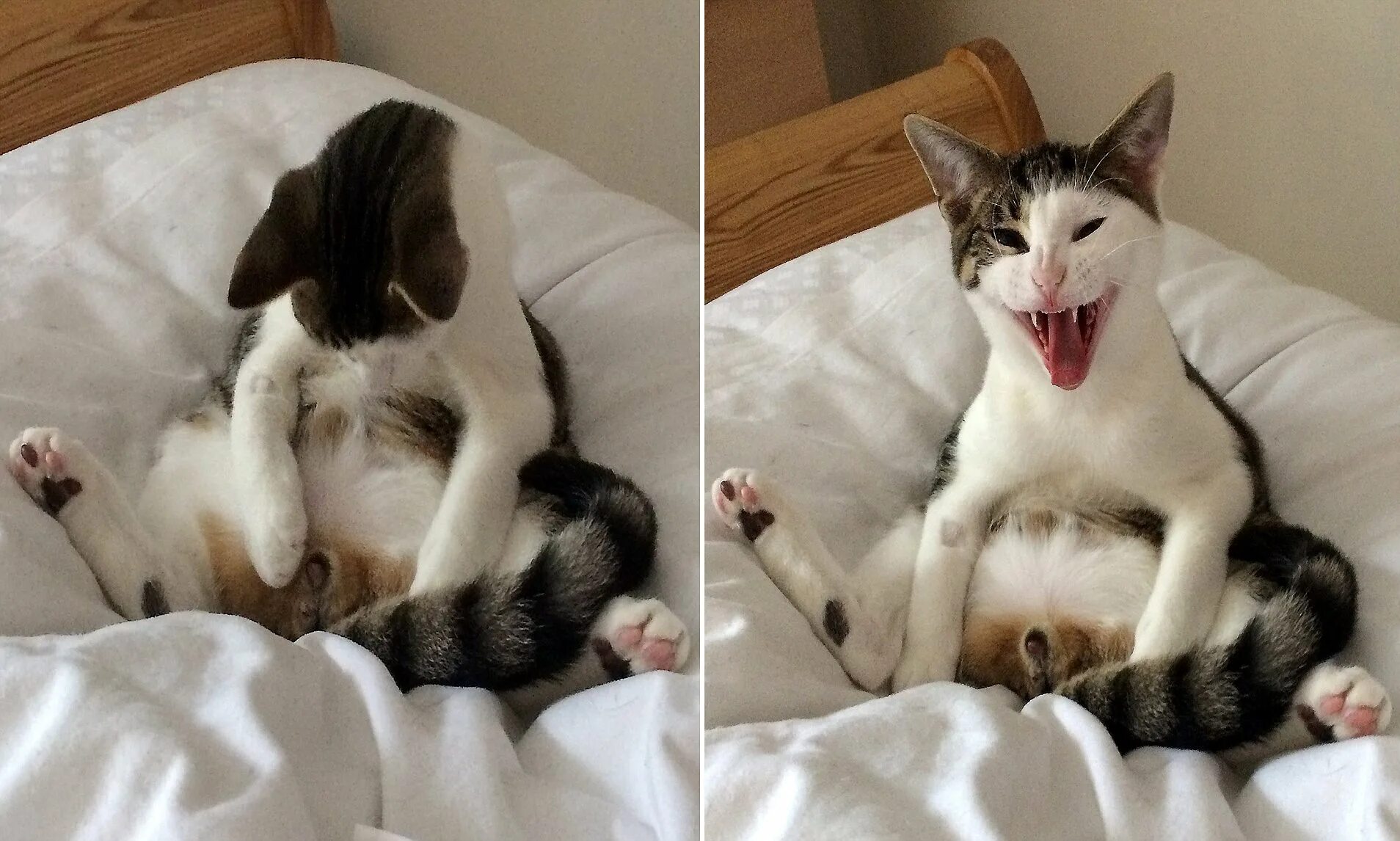 Cat tries
