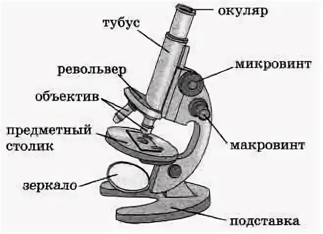 Микроскоп название частей биология 5 класс. Световой микроскоп строение микровинт. Световой микроскоп строение рисунок. Биология 5 кл строение микроскопа. Строение светового микроскопа схема.