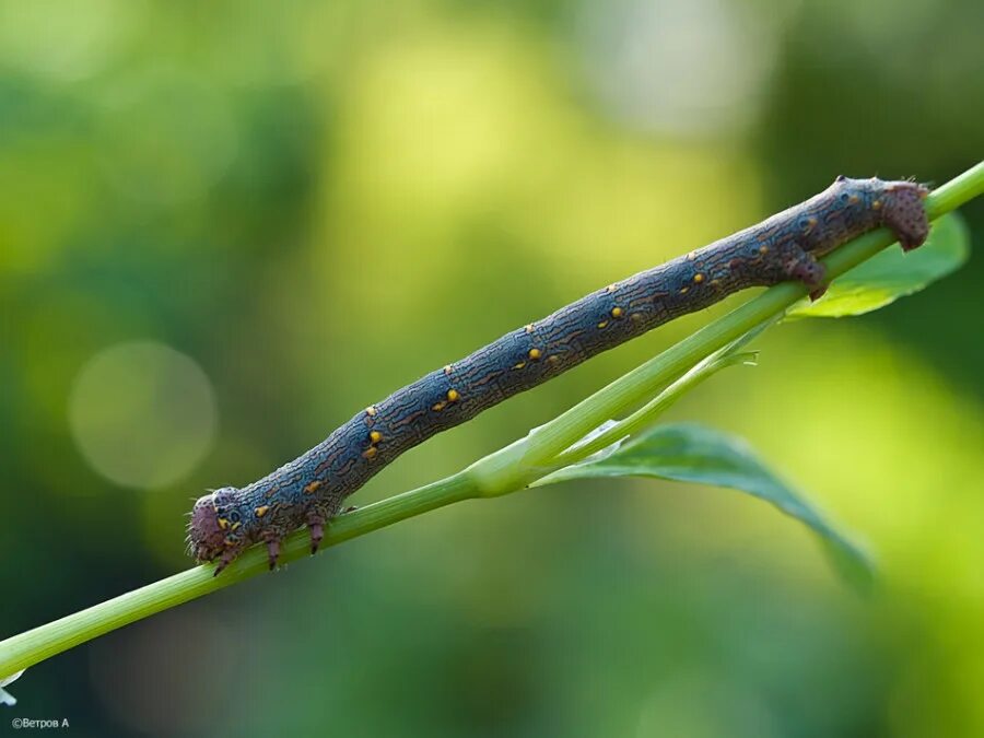 Волчье лыко зигальга. Волчеягодник (волчье лыко, дафне, daphne). Волчеягодник обыкновенный. Яблоневая пяденица гусеница. Пяденица осенняя гусеница.