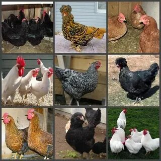 Яйценоские породы кур для домашнего