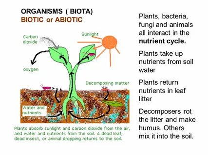Carbon plants