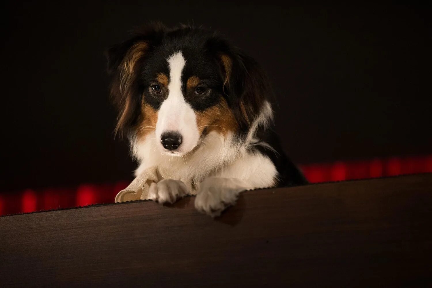 такси под прикрытием порода собаки