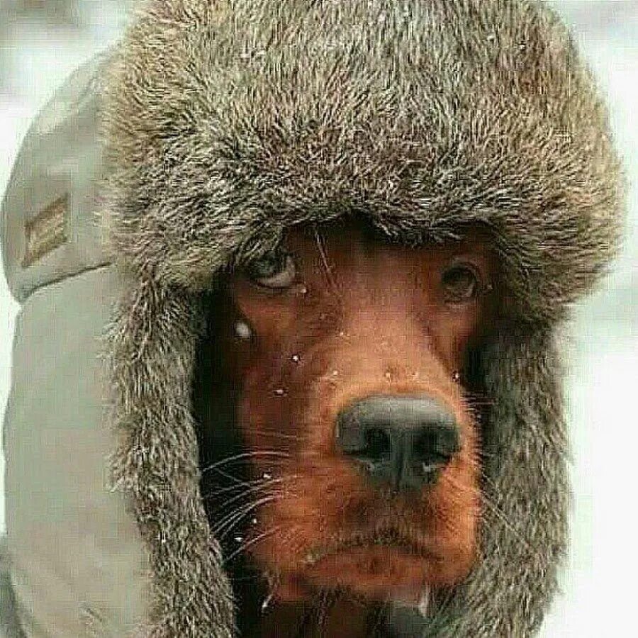 Очень сильно холодно. Собака в ушанке. Шапка ушанка смешная. Пёс в шапке ушанке. Холод собачий.