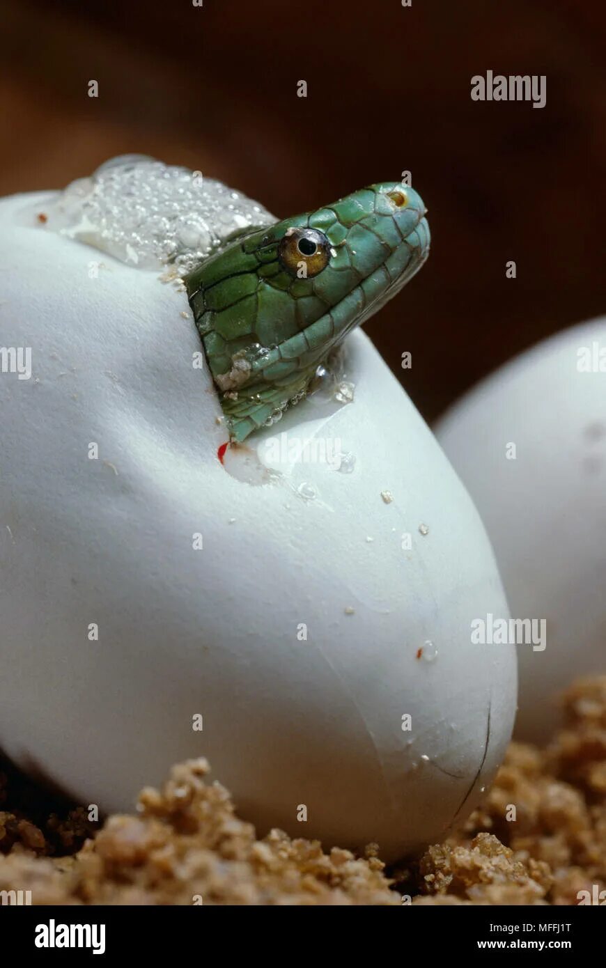 Видео яйца змеи. Змея мамба выводок яиц. Яйцеживорождение гадюка. Змея вылупляется из яйца.