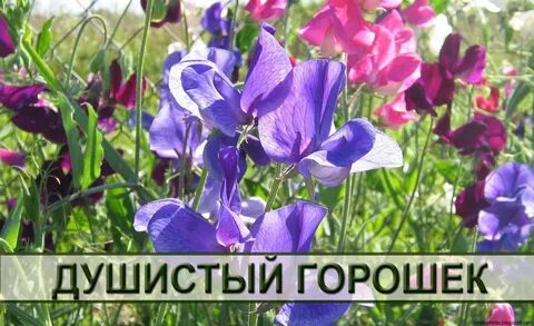 Душистая 47