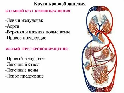 Укажите правильную последовательность артерий