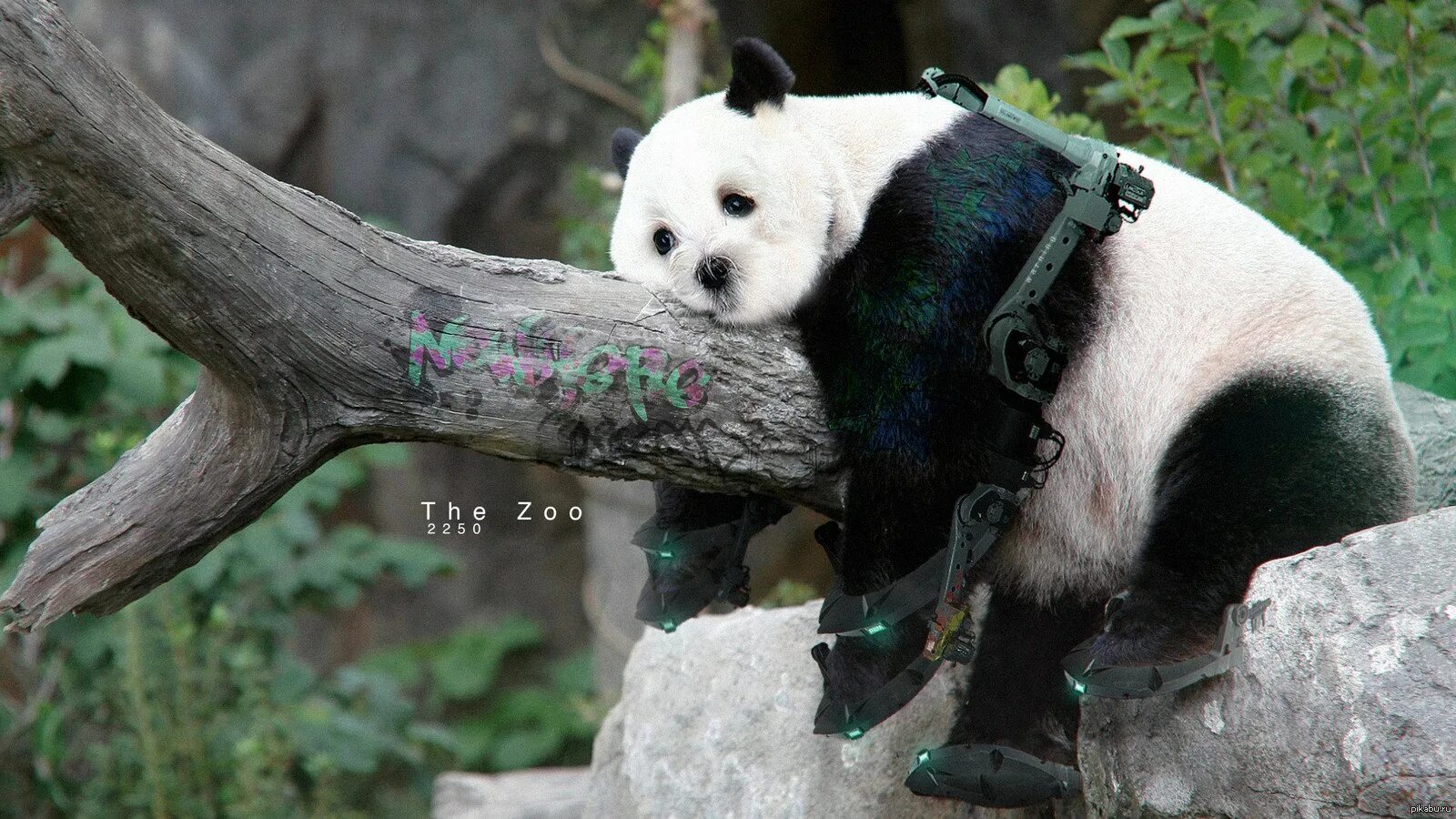 Хвост панды. Панда хвост. Панда с длинным хвостом. Панда красивое фото. Панда хвост.