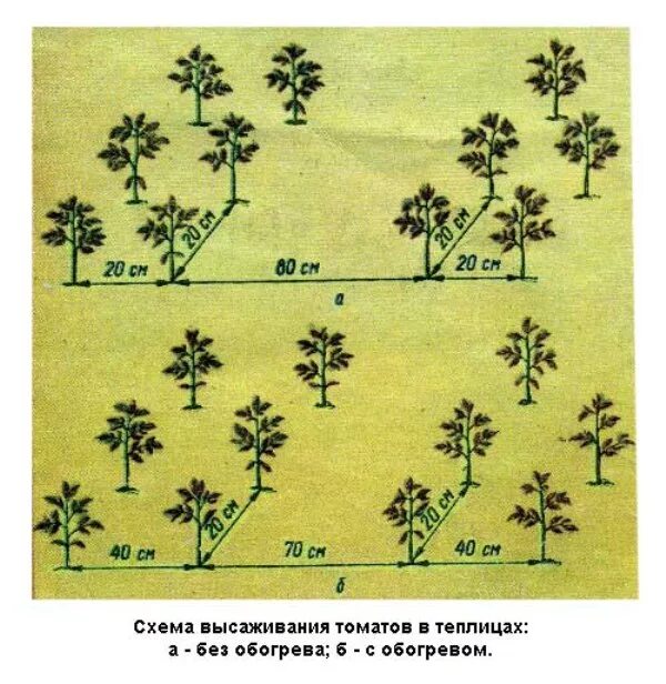 Схема посадки сорта. Высадка томатов в открытый грунт схема. схема посадки томатов в открытом грунте. схема посадки томатов в теплице. высадка рассады томатов схема.