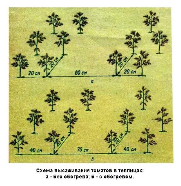 Через какое расстояние сажать помидоры в теплице. Высадка томатов в открытый грунт схема. Схема посадки томатов в открытом грунте. Схема посадки томатов в теплице. Высадка рассады томатов схема.