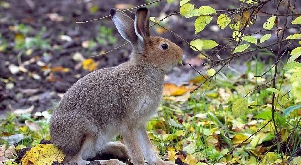 Заяц-русак. Заяц безопасен в лесу. Животные на л. Заяц убегает в лес. Заяц беляк летом в лесу.