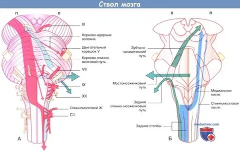 Проводящая система мозга