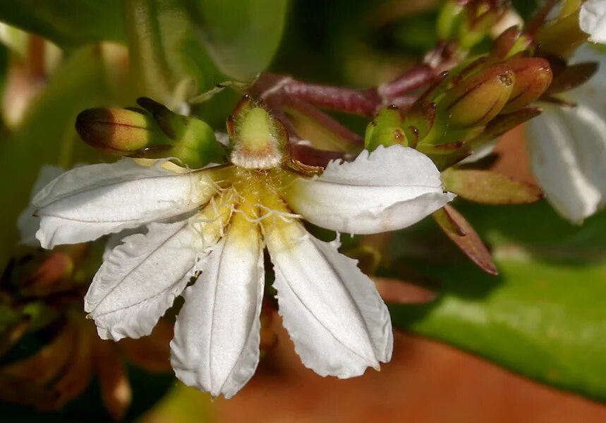 Scaevola taccada. Сцевола цветок. Сцевола семена. Scaevola растение. Цветок сцевола купить