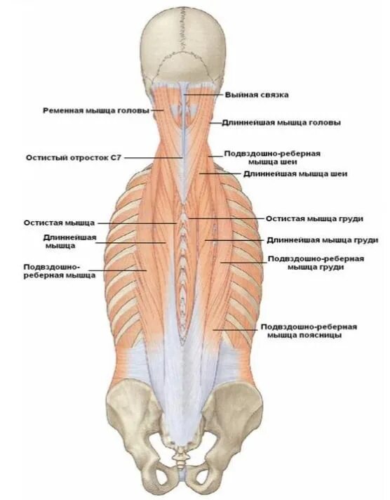 Спин удлинит. Подвздошно реберная мышца поясницы. Медиально остистая мышца. Остистая мышца выпрямляющая позвоночник. Мышца, вы- прямляющая позвоночник m. Erector Spin.