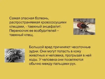 Возбудителем таежного энцефалита являются