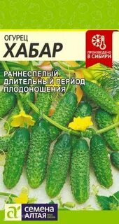 Огурец хабар