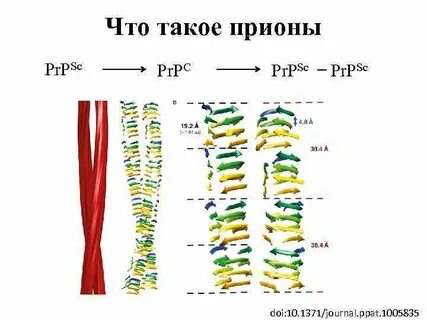 Белок возбудитель