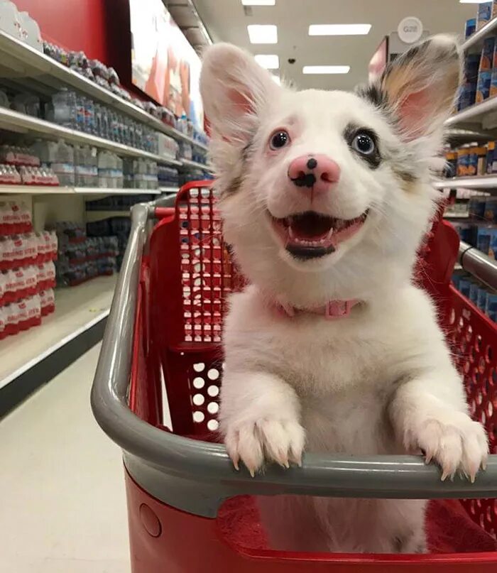 Можно с собаками в продуктовый магазин. Собака в зоомагазине. Собака в магазине. Собака в супермаркете. Собака с тележкой в магазине.