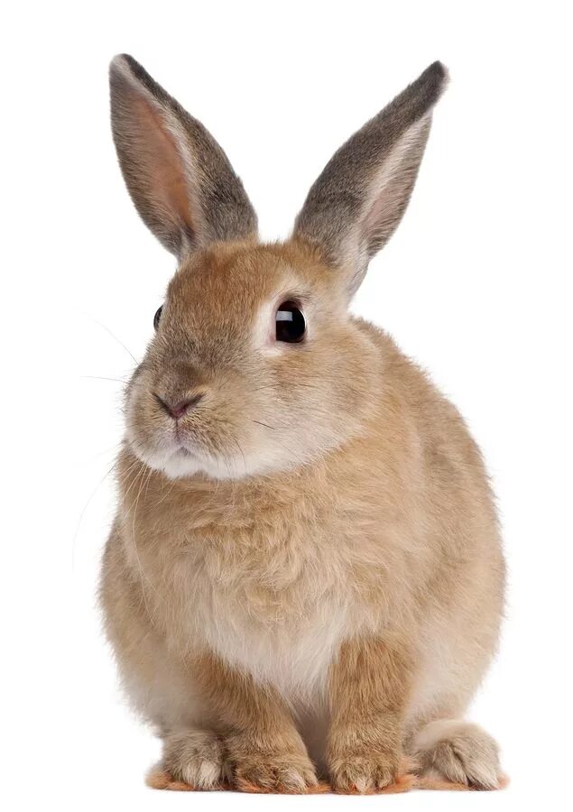 A rabbit can t