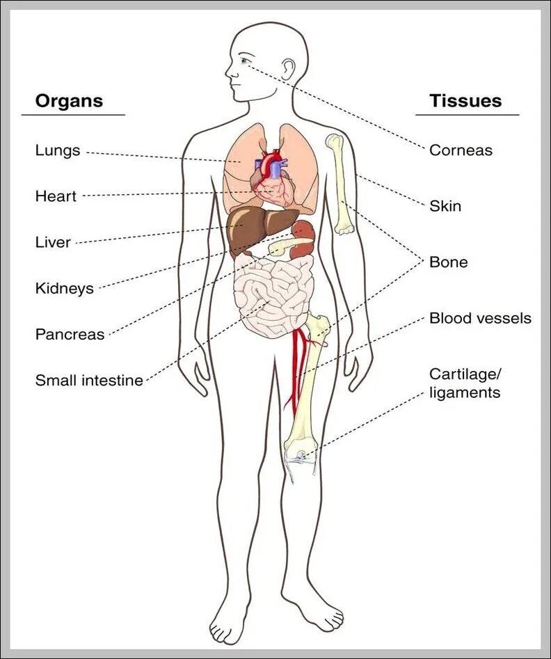 Human organs. Анатомия человека. Внутренние органы человека на английском. Внутренние органы тела на английском. Схема органов человека.