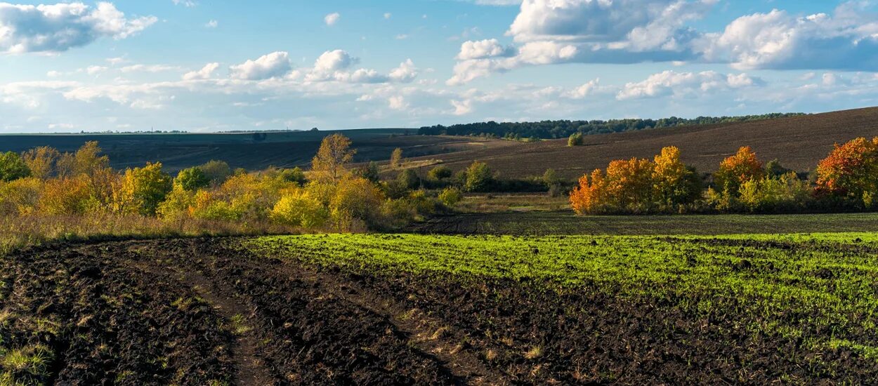 Природа центрально черноземного. Черноземные земли Тамбова. Центрально Черноземный район природа. Чернозем Липецкой области. Черноземные поля Белгородской.