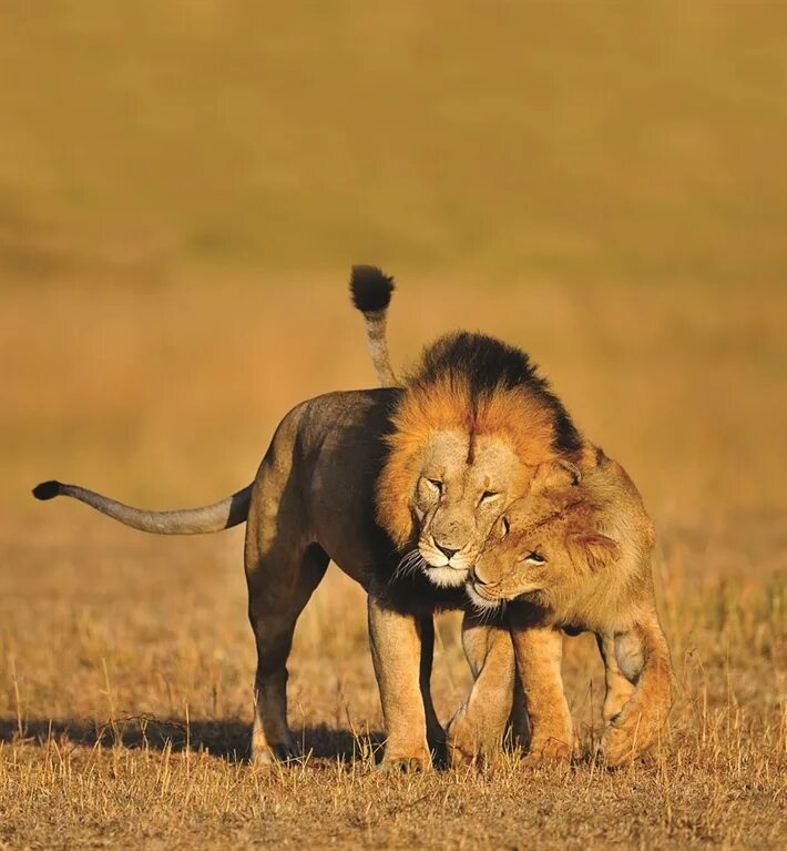 Настоящий лев. Львиная семья. Лев и львица. Лев. Лев и львица.