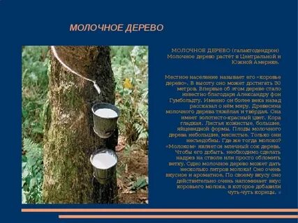 Молочное дерево из которого делают клей
