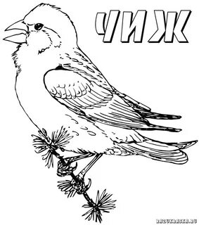 Раскраски зимующие птицы