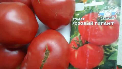 Томат розовый гигант