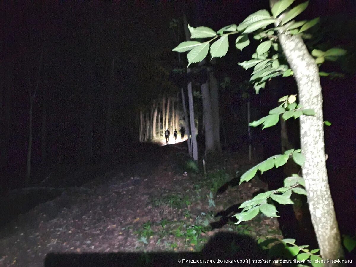 Лесная девушка. Грибники бузулукского бора. Выход из леса. Спиленные деревья в лесу. 1 выйти с из леса.