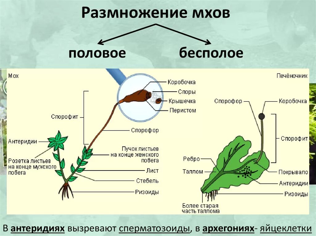 Спорофит листостебельных мхов. Строение печёночников и листостебельных мхов. Размножение печеночных мхов схема. Размножение моховидных растений. Размножение листостебельных мхов.