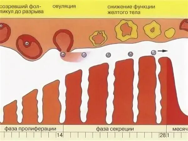 Бывают ли месячные месяц