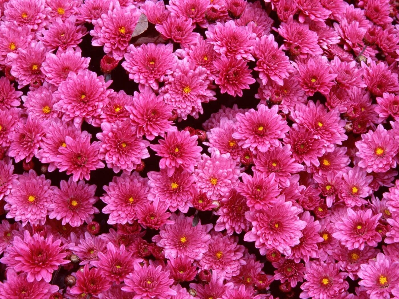 Привлекательный цветок. Хризантема мультифлора Lively Pink bicolor. Хризантема Blenda Pink. Хризантема Мемфис Пинк. Хризантема мультифлора сиреневая.
