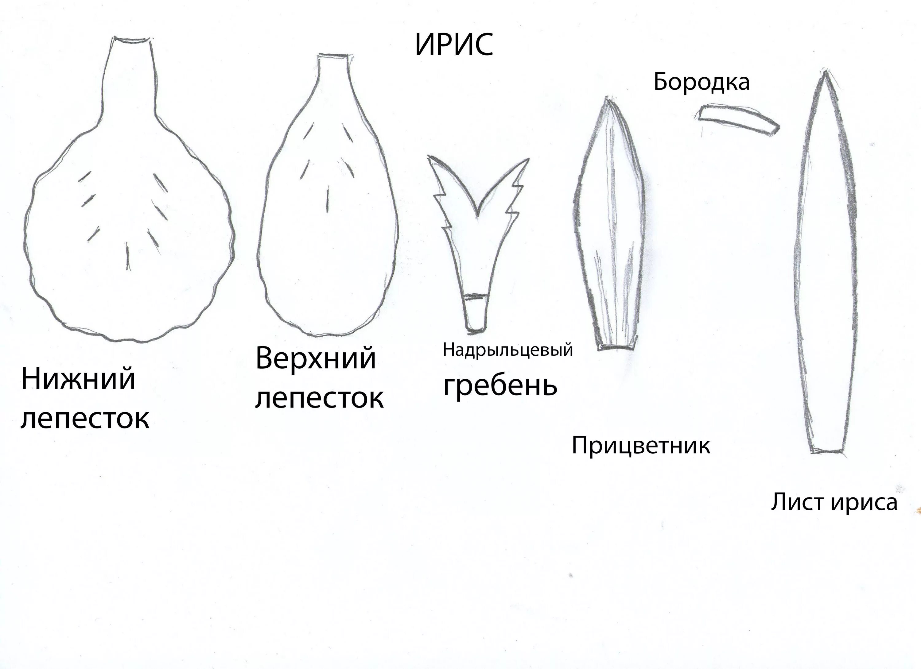 Форма листьев лилии. Схема выкройки цветка ириса из фоамирана. Шаблон лепестков ириса. Лекало цветка. Выкройка ириса из фоамирана.