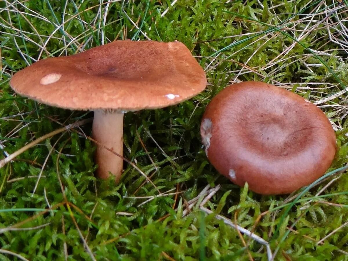 Млечник подорешник гриб. Млечник краснушка. Ложный подорешник. Lactarius volemus. Млечник гигрофоровидный.
