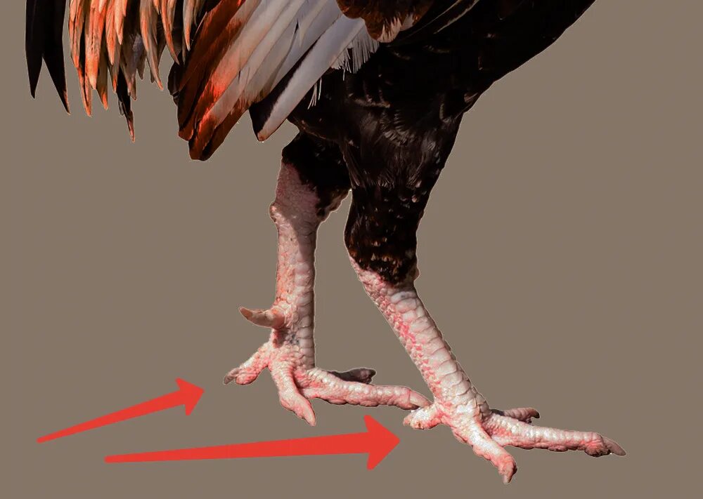 У птиц есть ноги