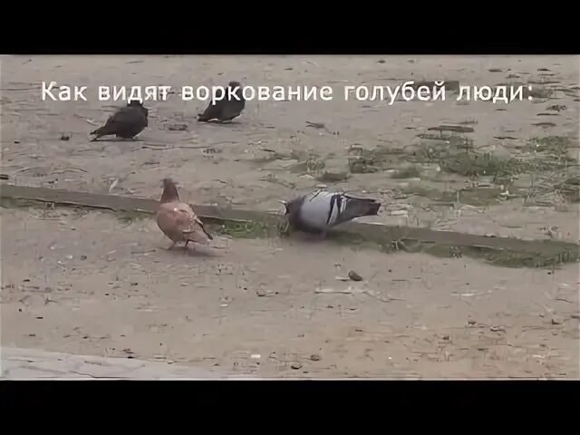 С далекого расстояния доносилось воркование голубя